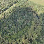 Timberland for sale in Drew County