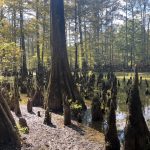 Investment land for sale in Drew County