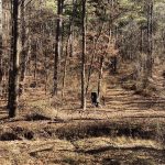 La Salle Parish Timberland property for sale