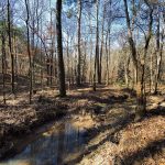 La Salle Parish Hunting land for sale