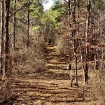 La Salle Parish Timberland property for sale