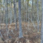 Investment land for sale in La Salle Parish