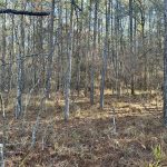 La Salle Parish Timberland property for sale