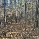 La Salle Parish Timberland for sale