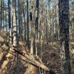 Recreational land for sale in La Salle Parish