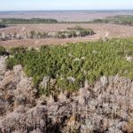 La Salle Parish Timberland for sale