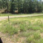 Sabine Parish Timberland property for sale