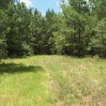 Timberland property for sale in Sabine Parish