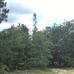 Sabine Parish Timberland for sale