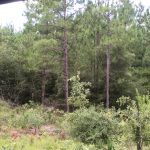 Sabine Parish Recreational land for sale