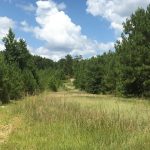 Sabine Parish Investment land for sale