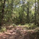 Sabine Parish Timberland property for sale