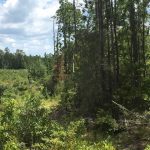 Sabine Parish Timberland for sale