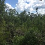 Sabine Parish Timberland for sale