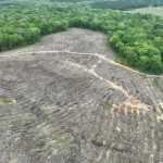 Timberland property for sale in Lincoln Parish