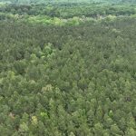 Timberland property for sale in Ouachita Parish