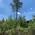 Lincoln Parish Development property for sale