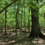 Lincoln Parish Investment land for sale