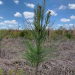 Recreational property for sale in Lincoln Parish