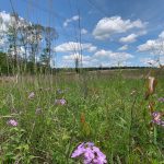 Lincoln Parish Timberland for sale