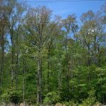 Timberland for sale in Lincoln Parish