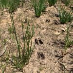 Development land for sale in Jackson Parish