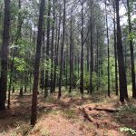 Development land for sale in Ouachita Parish