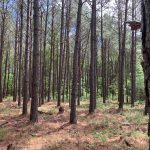 Investment property for sale in Ouachita Parish