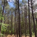 Development property for sale in Ouachita Parish