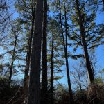 Lincoln Parish Development land for sale