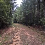 Timberland property for sale in Columbia County