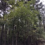 Recreational property for sale in Columbia County