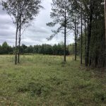 Columbia County Timberland for sale