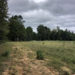 Timberland property for sale in Columbia County