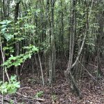 Columbia County Recreational property for sale