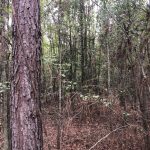 Columbia County Timberland for sale