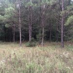 Investment land for sale in Columbia County