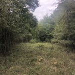 Timberland for sale in Columbia County