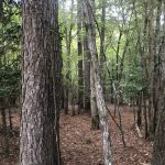 Columbia County Investment land for sale