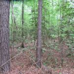 Lafayette County Recreational land for sale