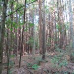 Lafayette County Timberland for sale