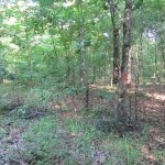 Lafayette County Recreational land for sale