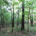Timberland property for sale in Lafayette County