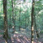 Investment land for sale in Lafayette County