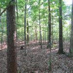 Investment land for sale in Lafayette County