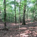 Timberland for sale in Lafayette County