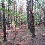 Lafayette County Timberland for sale