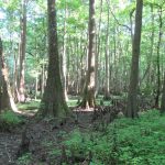 Investment land for sale in Lafayette County