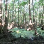 Recreational land for sale in Lafayette County