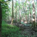 Lafayette County Timberland property for sale